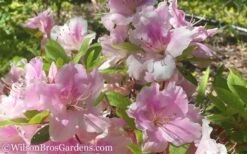 Autumn Sweetheart Encore Azalea - 1 Gallon Pot -FloraHaven Shop Encore Azalea Autumn Sweetheart 51