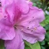 Autumn Lilac Encore Azalea - 1 Gallon Pot -FloraHaven Shop Encore Azalea Lilac 2 500x750 1