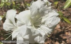 Autumn Moonlight Encore Azalea - 1 Gallon Pot -FloraHaven Shop Encore Azalea Moonlight 5