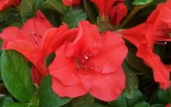 Autumn Sunset Encore Azalea - 1 Gallon Pot -FloraHaven Shop Encore Azalea Sunset 1