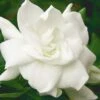 August Beauty Gardenia - 6 Pack Of 1 Gallon Pots -FloraHaven Shop Gardenia August Beauty 5 500x750 3