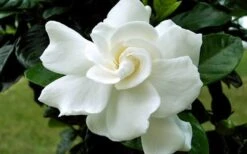 August Beauty Gardenia - 6 Pack Of 1 Gallon Pots -FloraHaven Shop Gardenia August Beauty Flower Closeup 2