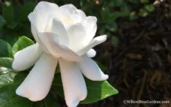 Crown Jewel Gardenia - 1 Gallon Pot -FloraHaven Shop Gardenia Crown Jewel 4