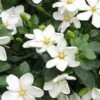 Hardy Fragrant Daisy Gardenia Bush - 1 Gallon Pot -FloraHaven Shop Gardenia Daisy 20