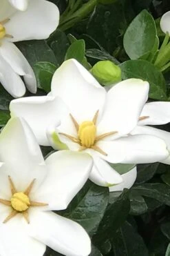 Hardy Fragrant Daisy Gardenia Bush - 2.5 Quart Pot -FloraHaven Shop Gardenia Daisy 21 3