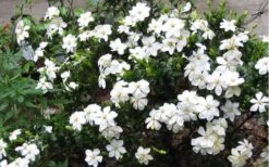 Hardy Fragrant Daisy Gardenia Bush - 2.5 Quart Pot -FloraHaven Shop Gardenia Daisy Blooms 2 3