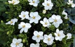 Hardy Fragrant Daisy Gardenia Bush - 3 Gallon Pot -FloraHaven Shop Gardenia Daisy Blooms 3