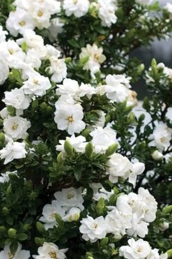 Double Mint Gardenia - 2 Gallon Pot -FloraHaven Shop Gardenia Double Mint 2 3