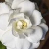 Double Mint Gardenia - 2 Gallon Pot 1 Double Mint Gardenia - 2 Gallon Pot -FloraHaven Shop Gardenia Double Mint 5 3