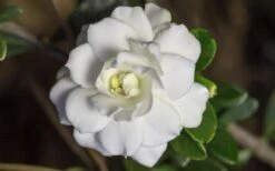 Double Mint Gardenia - 3 Gallon Pot -FloraHaven Shop Gardenia Double Mint 6 1