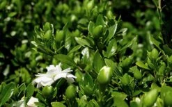 Double Mint Gardenia - 2 Gallon Pot -FloraHaven Shop Gardenia Double Mint 7 3