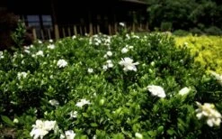 Double Mint Gardenia - 2 Gallon Pot -FloraHaven Shop Gardenia Double Mint 8 3
