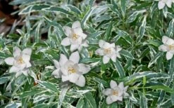 Variegated Creeping Dwarf Gardenia - 6 Pack Of 1 Gallon Pots -FloraHaven Shop Gardenia Dwarf Radicans Variegated 3 1