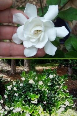 Fall In Love Cold Hardy Gardenia - 1 Gallon Pot -FloraHaven Shop Gardenia Fall In Love BS