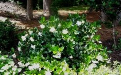 Fall In Love Cold Hardy Gardenia - 1 Gallon Pot -FloraHaven Shop Gardenia Fallin In Love Shrub