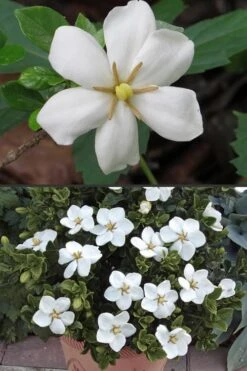 Hardy Fragrant Daisy Gardenia Bush - 3 Gallon Pot -FloraHaven Shop Gardenia Hardy Daisy 500x750 3