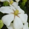 Heaven Scent Gardenia - 2 Gallon Pot -FloraHaven Shop Gardenia Heaven Scent 15 2