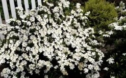 Heaven Scent Gardenia - 6 Pack Of 1 Gallon Pots 11 Heaven Scent Gardenia - 6 Pack Of 1 Gallon Pots -FloraHaven Shop Gardenia Heaven Scent 17