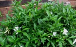 Radicans Creeping Dwarf Gardenia - 1 Gallon Pot -FloraHaven Shop Gardenia Radicans 53 1