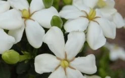 ScentAmazing Gardenia - 1 Gallon Pot -FloraHaven Shop Gardenia Scentamazing 20