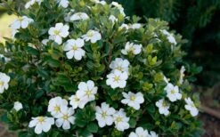 ScentAmazing Gardenia - 2 Gallon Pot -FloraHaven Shop Gardenia Scentamazing Shrub 1