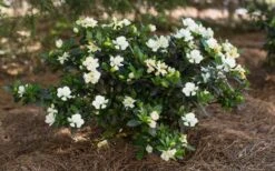 Sweet Tea Gardenia - 3 Gallon Pot -FloraHaven Shop Gardenia Sweet Tea 5