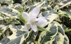 Variegated August Beauty Gardenia - 1 Gallon Pot 10 Variegated August Beauty Gardenia - 1 Gallon Pot -FloraHaven Shop Gardenia Variegated 1 2