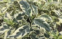 Variegated August Beauty Gardenia - 3 Gallon Pot -FloraHaven Shop Gardenia Variegated 2 1