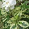 Variegated August Beauty Gardenia - 3 Gallon Pot -FloraHaven Shop Gardenia Variegated BS 1
