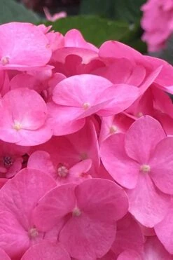 After Midnight Hydrangea - 3 Gallon Pot -FloraHaven Shop Hydrangea After Midnight 1