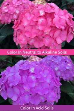 After Midnight Hydrangea - 3 Gallon Pot -FloraHaven Shop Hydrangea After Midnight 6