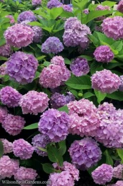 All Summer Beauty Hydrangea - 3 Gallon Pot 11 All Summer Beauty Hydrangea - 3 Gallon Pot -FloraHaven Shop Hydrangea All Summer Beauty 1