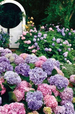 All Summer Beauty Hydrangea - 3 Gallon Pot 13 All Summer Beauty Hydrangea - 3 Gallon Pot -FloraHaven Shop Hydrangea All Summer Beauty 2