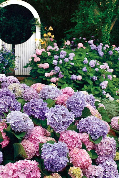 All Summer Beauty Hydrangea - 3 Gallon Pot 8 All Summer Beauty Hydrangea - 3 Gallon Pot - Image 6