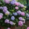 All Summer Beauty Hydrangea - 3 Gallon Pot -FloraHaven Shop Hydrangea All Summer Beauty 3