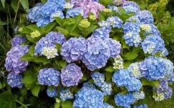 All Summer Beauty Hydrangea - 3 Gallon Pot 12 All Summer Beauty Hydrangea - 3 Gallon Pot -FloraHaven Shop Hydrangea All Summer Beauty 4