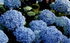 Big Daddy Hydrangea - 1 Gallon Pot 11 Big Daddy Hydrangea - 1 Gallon Pot -FloraHaven Shop Hydrangea Big Daddy