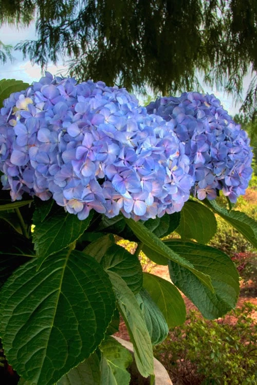 Big Daddy Hydrangea - 3 Gallon Pot 6 Big Daddy Hydrangea - 3 Gallon Pot - Image 4