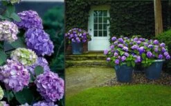 Bloomstruck Endless Summer Hydrangea - 1 Gallon Pot -FloraHaven Shop Hydrangea Bloomstruck 2 1