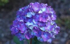 Bloomstruck Endless Summer Hydrangea - 2 Gallon Pot -FloraHaven Shop Hydrangea Bloomstruck Bloom