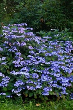 Blue Wave Lacecap Hydrangea - 3 Gallon Pot 15 Blue Wave Lacecap Hydrangea - 3 Gallon Pot -FloraHaven Shop Hydrangea Blue Wave 1