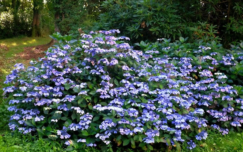 Blue Wave Lacecap Hydrangea - 3 Gallon Pot 7 Blue Wave Lacecap Hydrangea - 3 Gallon Pot - Image 5