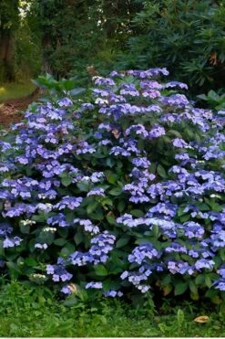 Blue Wave Lacecap Hydrangea - 3 Gallon Pot 13 Blue Wave Lacecap Hydrangea - 3 Gallon Pot -FloraHaven Shop Hydrangea Blue Wave 3