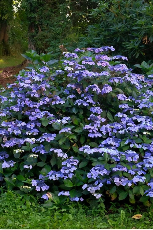 Blue Wave Lacecap Hydrangea - 3 Gallon Pot 6 Blue Wave Lacecap Hydrangea - 3 Gallon Pot - Image 4