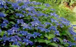 Bluebird Hydrangea - 3 Gallon Pot -FloraHaven Shop Hydrangea Bluebird 3