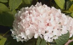 Blushing Bride Endless Summer Hydrangea - 2 Gallon Pot 9 Blushing Bride Endless Summer Hydrangea - 2 Gallon Pot -FloraHaven Shop Hydrangea Blushing Bride 2