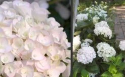 Blushing Bride Endless Summer Hydrangea - 2 Gallon Pot 10 Blushing Bride Endless Summer Hydrangea - 2 Gallon Pot -FloraHaven Shop Hydrangea Blushing Bride