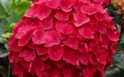 Cardinal Red Hydrangea - 1 Gallon Pot -FloraHaven Shop Hydrangea Cardinal 1