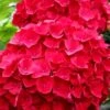 Cardinal Red Hydrangea - 6 Pack Of 1 Gallon Pots 2 Cardinal Red Hydrangea - 6 Pack Of 1 Gallon Pots -FloraHaven Shop Hydrangea Cardinal Red BS