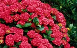 Cardinal Red Hydrangea - 6 Pack Of 1 Gallon Pots 11 Cardinal Red Hydrangea - 6 Pack Of 1 Gallon Pots -FloraHaven Shop Hydrangea Cardinal Shrub In Bloom